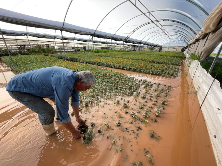 Más de 200 hectáreas e invernaderos de cultivos fueron afectados por las lluvias; se recuperaron la mayoría de los campos de cempasúchil, mientras que los cultivos de maíz están prácticamente perdidos. Foto: Michelle Sánchez