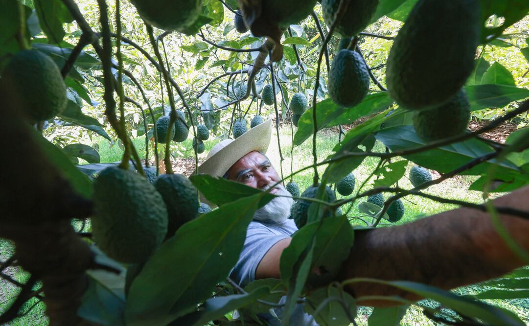 Productores de aguacate en Edomex se enfrentan al poco apoyo, a pesar de ser una de las principales entidades en producirlo. Foto: Alejandro Vargas