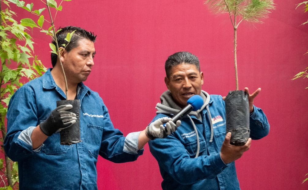 A través del Atlas Vegetal Urbano, las autoridades de Medio Ambiente identifican con precisión las especies adecuadas para cada banqueta y vialidad. Foto Especial