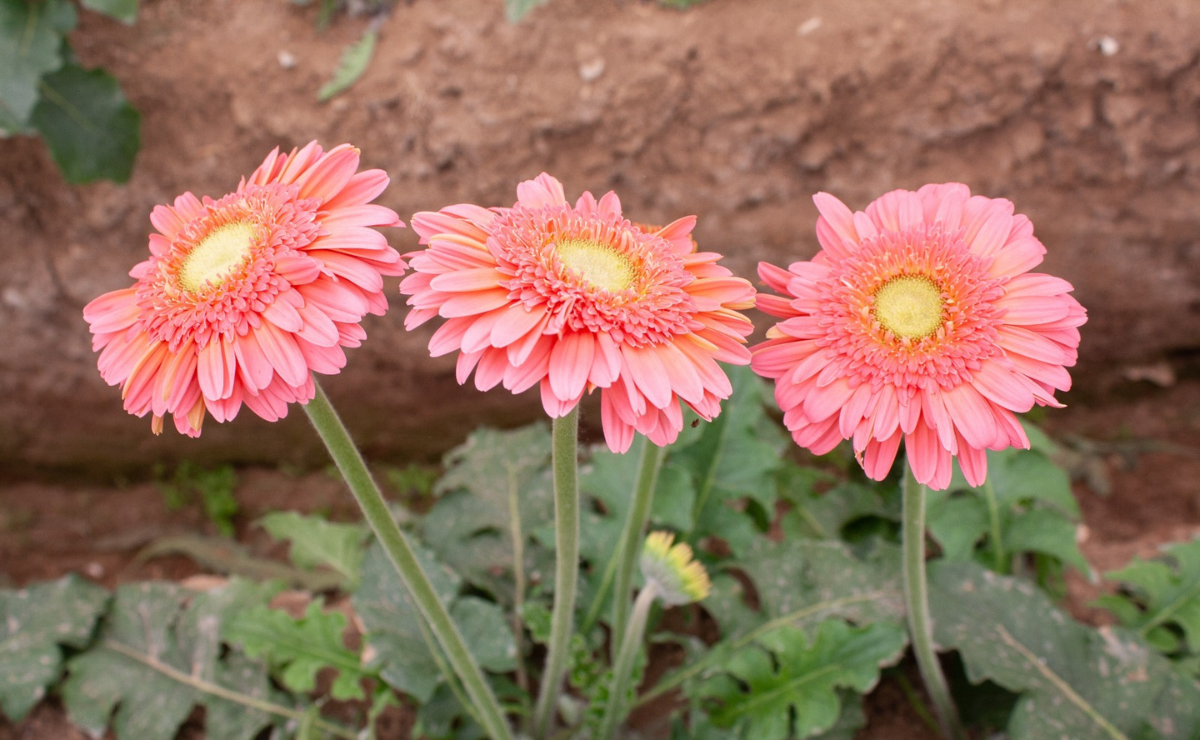 La dedicación de un floricultor se traduce en hermosas gerberas para el Día de las Madres. Foto: Arturo Hernández