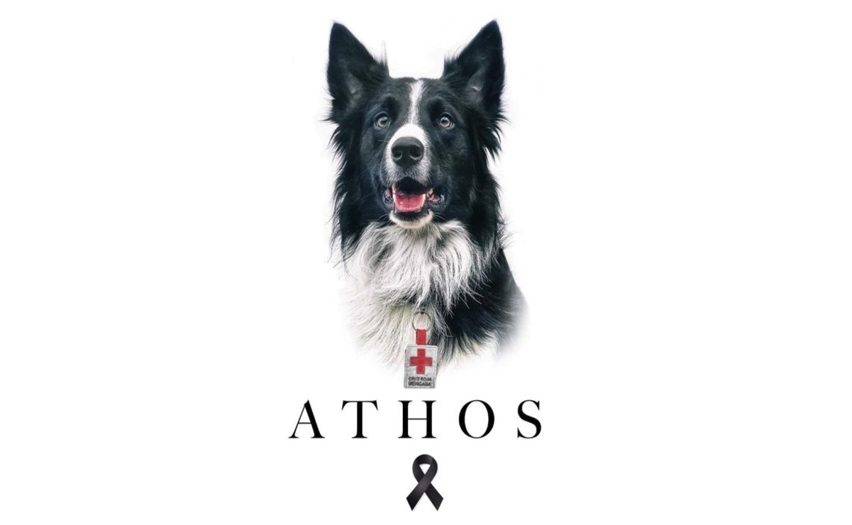 Athos fue un Border Collie que sirvió valientemente a la Cruz Roja de Querétaro. Foto: Especial.