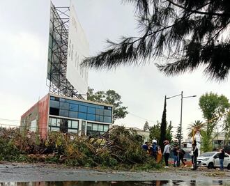 Tormenta derriba más de 50 árboles hoy en Naucalpan