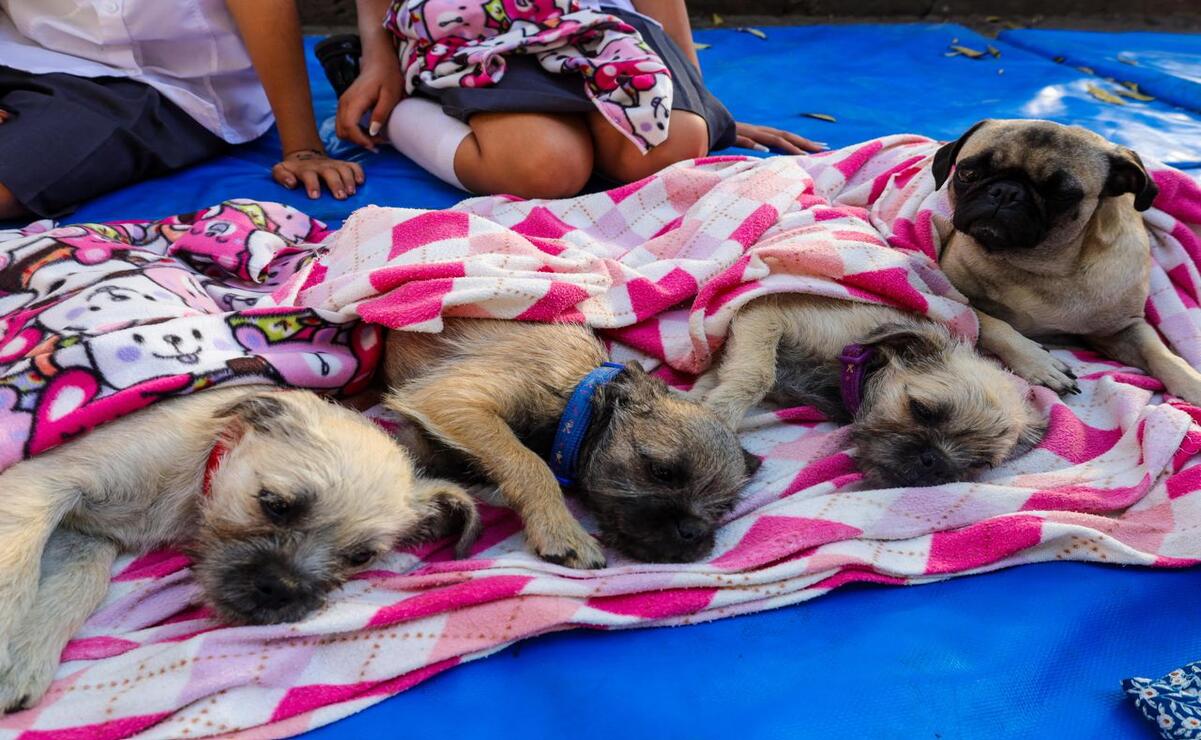 Habrá jornadas de esterilización y estética para mascotas / Foto Especial