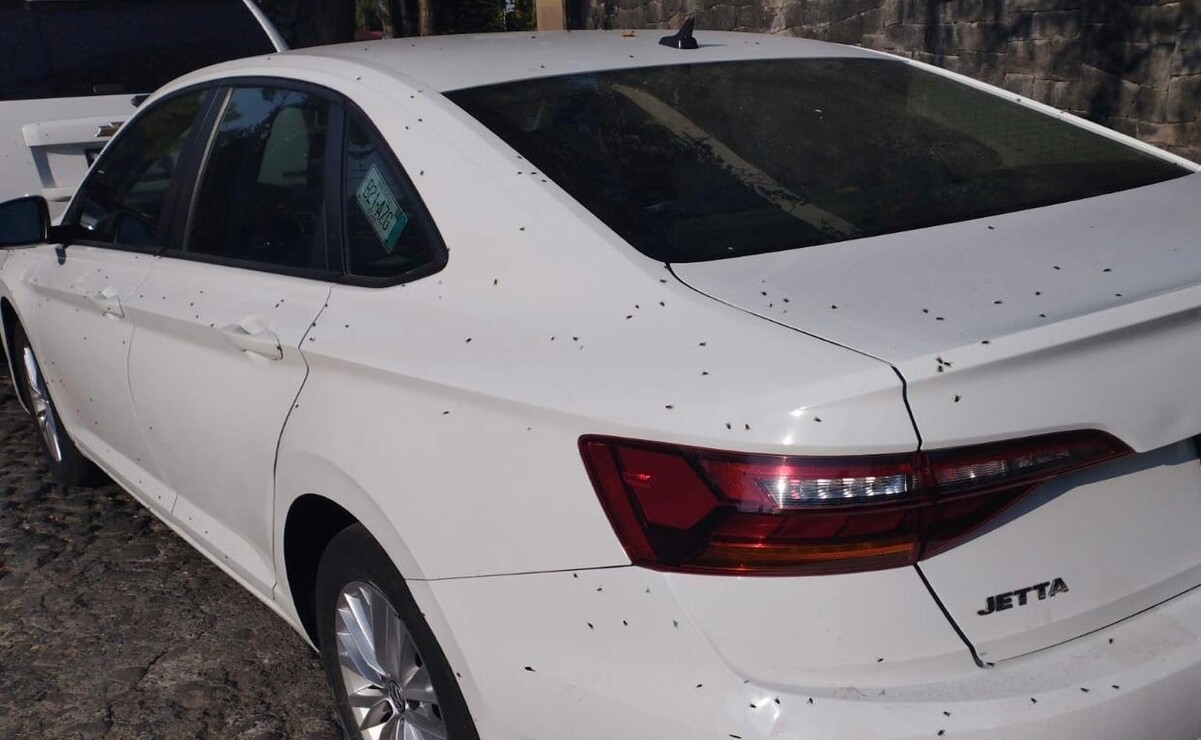 Plaga de moscas azota exclusiva zona residencial de Huixquilucan