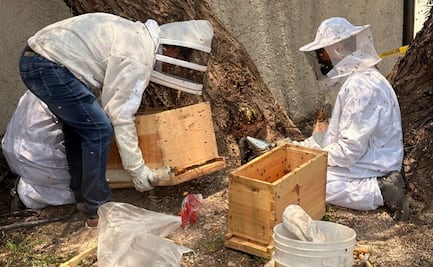 ¿Sabes en qué municipio se encuentra “Punta Abeja”? Acuden a llamados por enjambres y apoyan en proceso de polinización