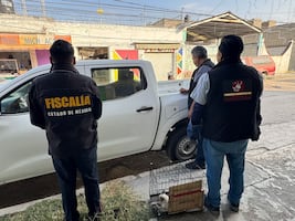 Rescatan a gatito víctima de maltrato en mercado de Ecatepec; buscan al agresor
