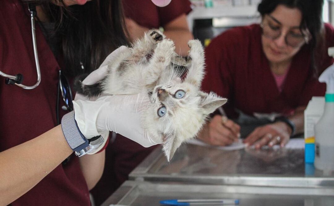 Compromiso con el bienestar animal: La Gobernadora Delfina Gómez llevó atención veterinaria gratuita a Naucalpan, demostrando el apoyo a las familias y sus mascotas. Foto: Especial