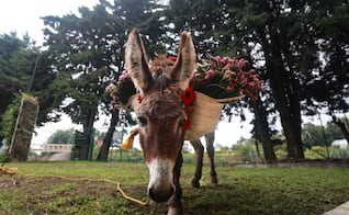 ¡Ya viene la Ruta de la Flor y el Mezcal Edomex! Guías ofrecerán recorridos por invernaderos y destilerías