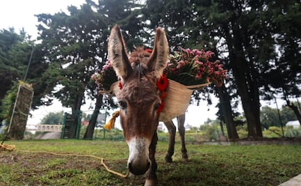 ¡Ya viene la Ruta de la Flor y el Mezcal Edomex! Guías ofrecerán recorridos por invernaderos y destilerías