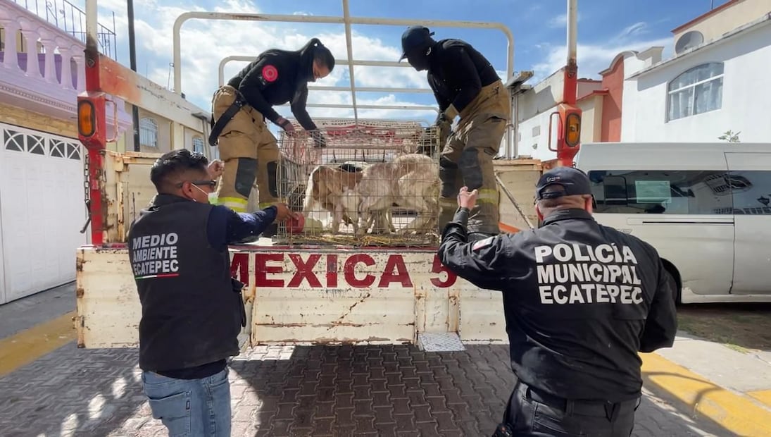 El gobierno de Ecatepec solicitó la intervención de la Fiscalía Especializada en Fraccionadores y Combate al Medio Ambiente, con sede en Texcoco. Un juez de control otorgó la orden de cateo correspondiente para el acceso al domicilio ubicado en el Condominio Brasil. Foto: especial