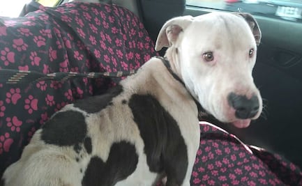 ¡Héroes sin capa! Bomberos y Protección Civil salvan a El “Güero”, un pitbull maltratado en Ecatepec