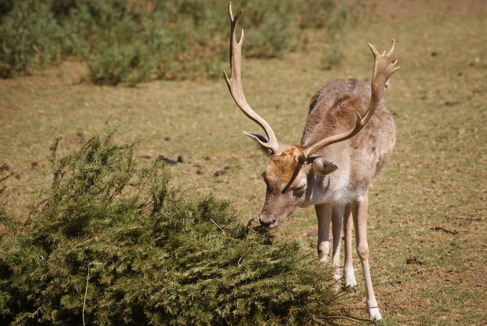 Tras ser utilizados por los animales, los restos de los árboles se procesan para crear composta que nutre los jardines del parque. Foto Especial