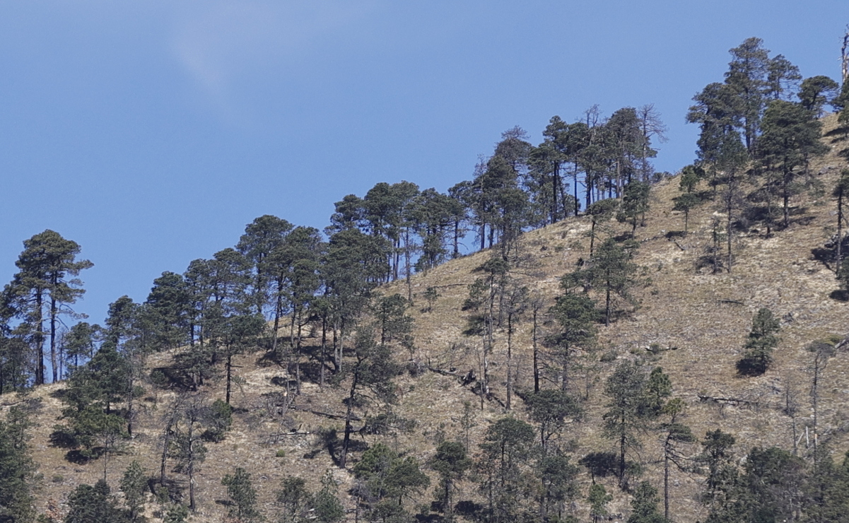 De acuerdo con el inventario forestal mexiquense, se tiene una superficie de un millón 80 mil hectáreas con vocación forestal. Foto: Jorge Alvarado / El Universal Estado de México