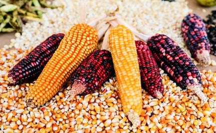 ¡Aumenta precio de garantía del maíz en Edomex! Productores recibirán 300 pesos adicionales por tonelada