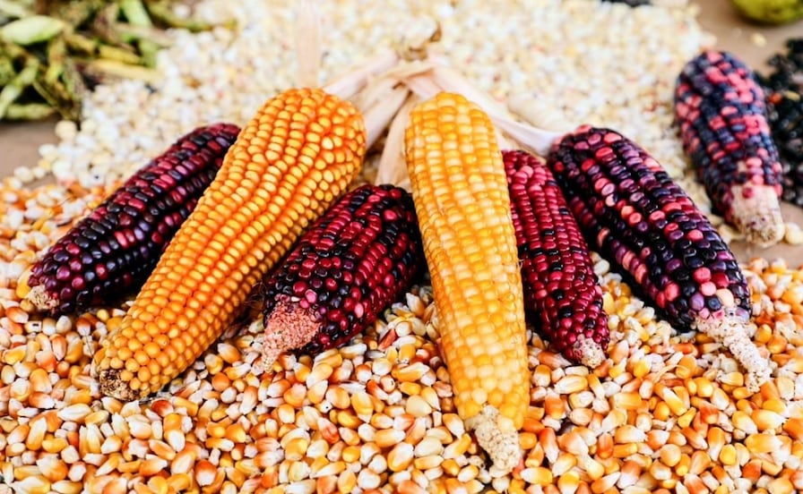 ¡Aumenta precio de garantía del maíz en Edomex! Productores recibirán 300 pesos adicionales por tonelada