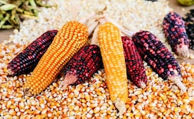 ¡Aumenta precio de garantía del maíz en Edomex! Productores recibirán 300 pesos adicionales por tonelada