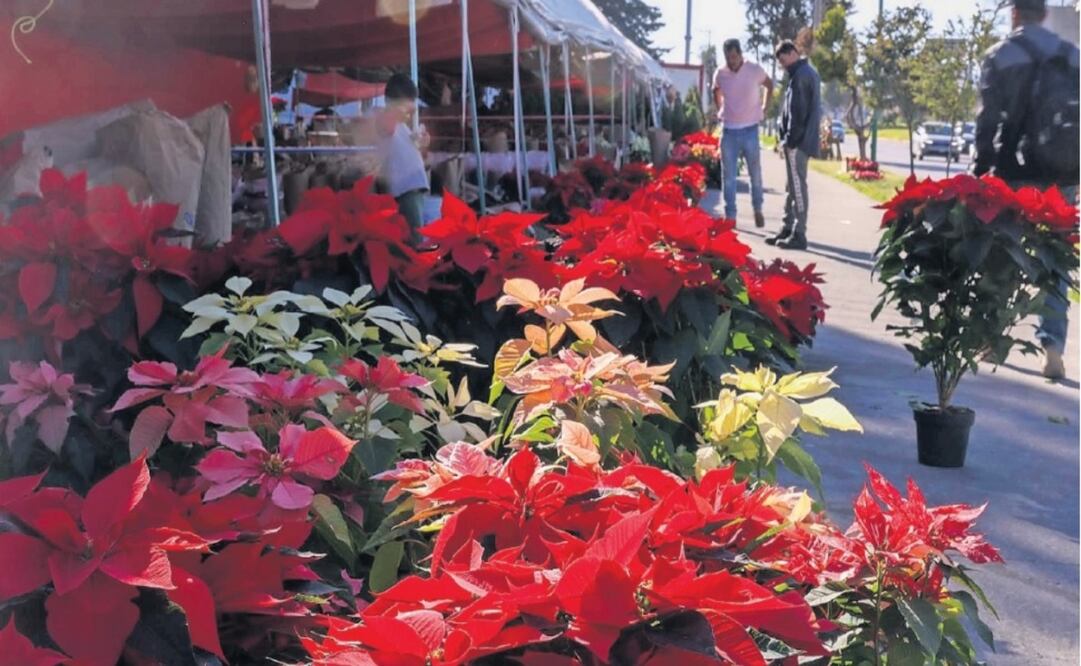 Atlacomulco, Ixtlahuaca y Texcoco son líderes en el cultivo / Foto Arturo Hernández