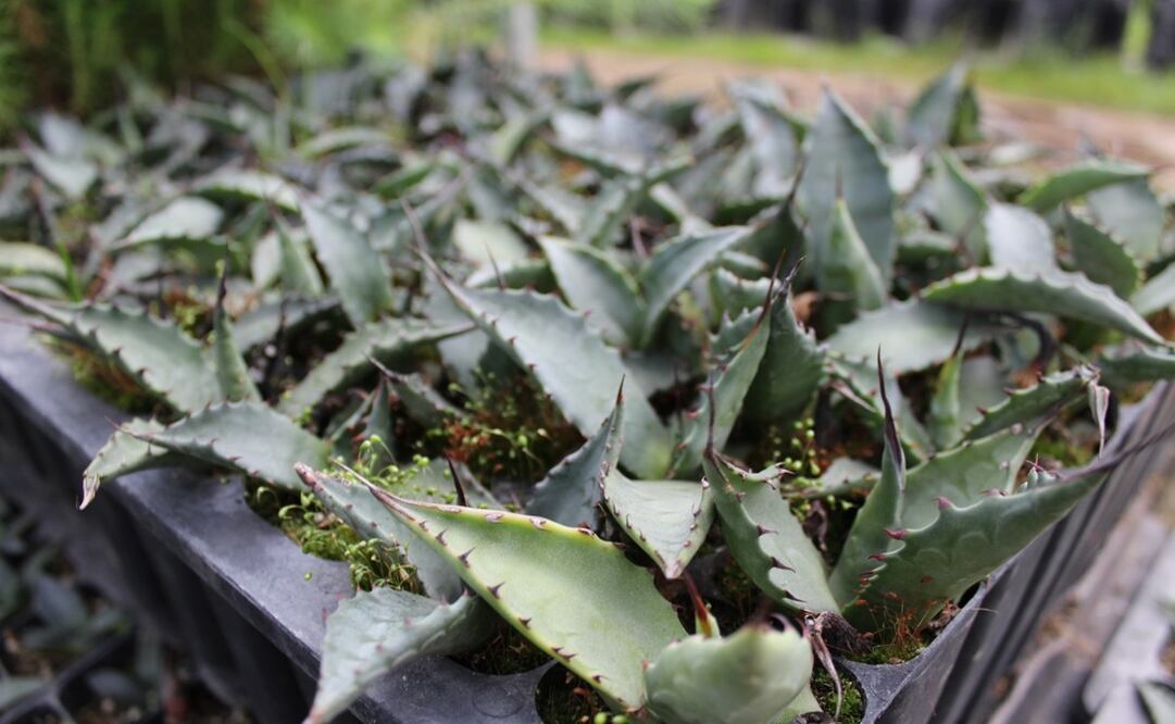 Las entidades con producción histórica de mezcal son Malinalco, Ocuilan, Tenancingo, Zacualpan y Zumpahuacán / Foto Especial