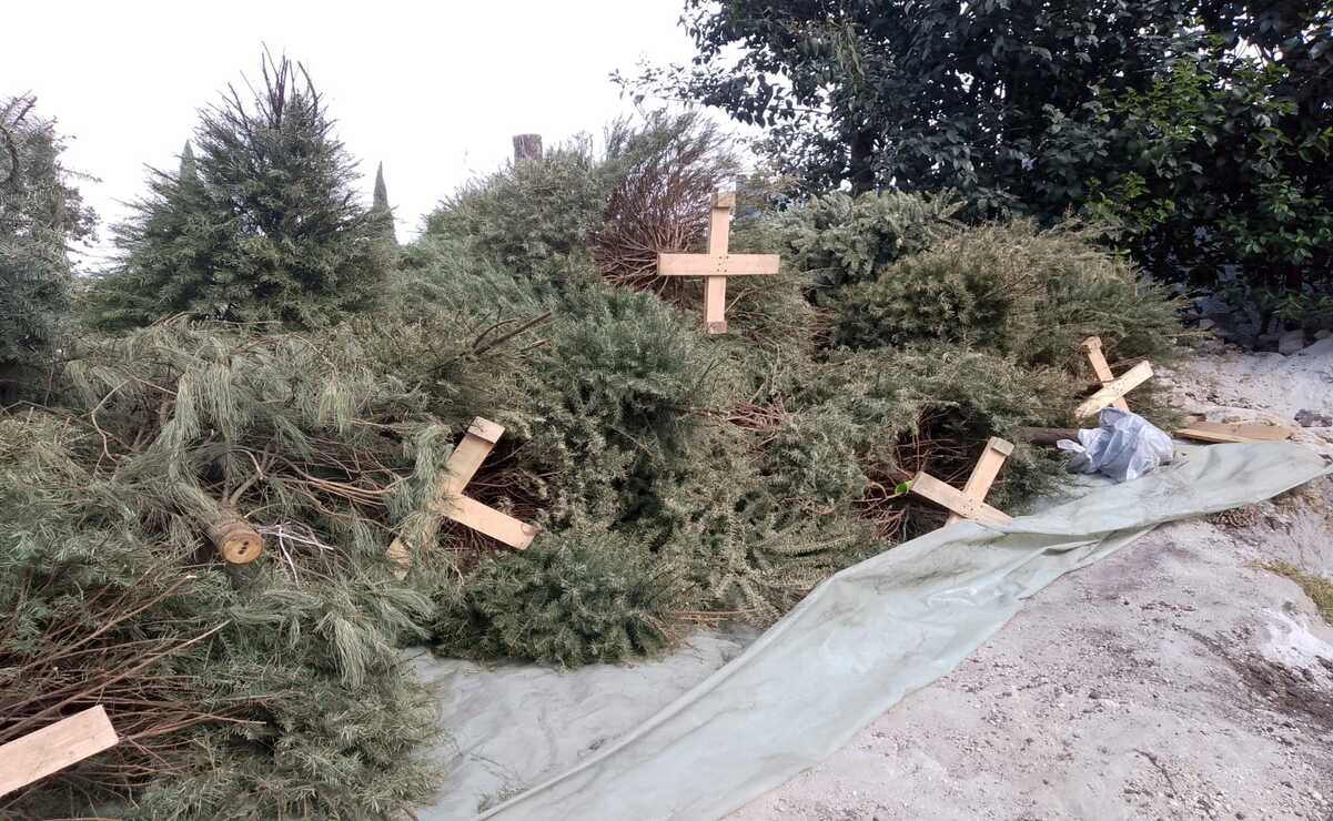 El centro de acopio para árboles navideños se encuentra en el Parque Naucalli, en Naucalpan. Foto: Rebeca Jiménez