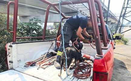 Heroico rescate: Sacan a lomito de canal con dirección al Río de los Remedios en Tlalnepantla