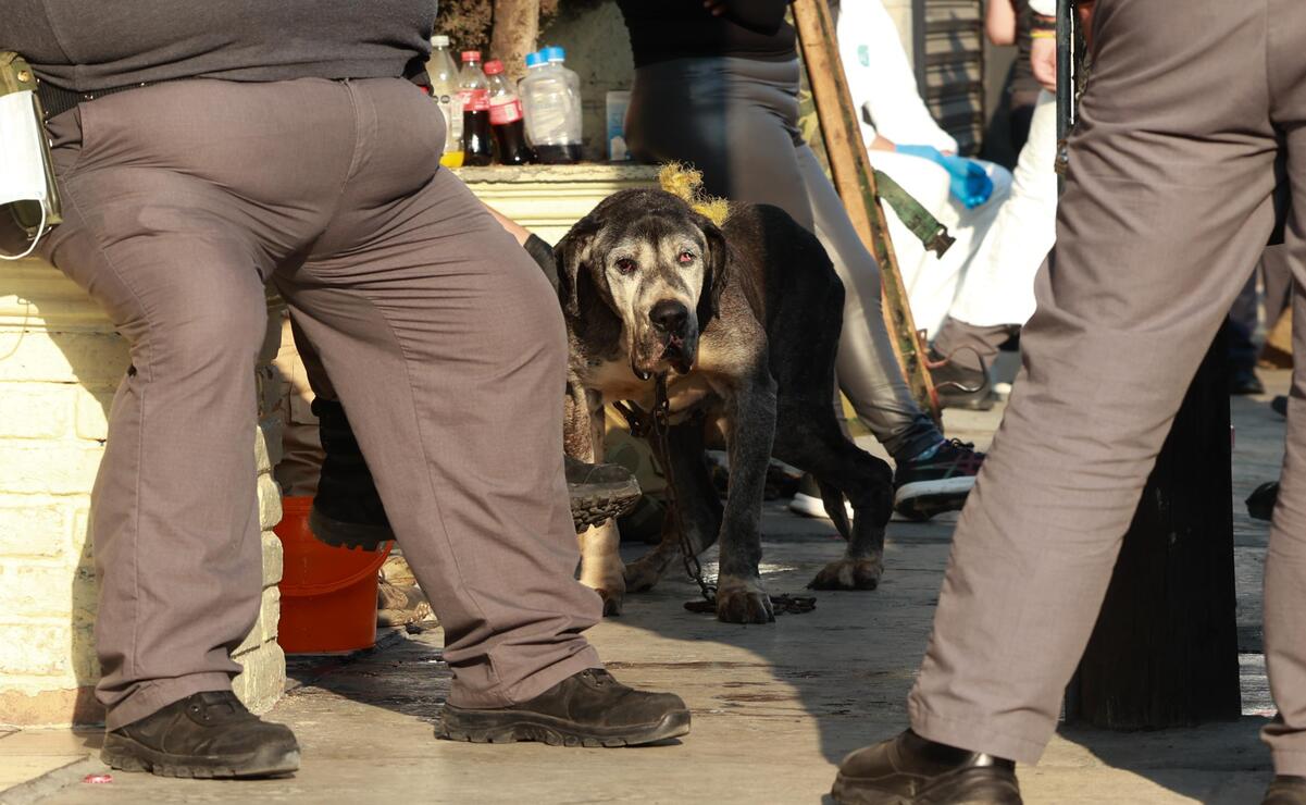 2 a 4 años de prisión y 500 a 1,000 días multa por cría, compra, venta o entrenamiento de perros para peleas / Foto Alejandro Vargas