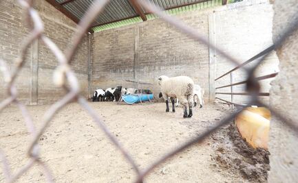 Gobierno del Edomex concluye entrega histórica de bienes decomisados en Operación Liberación