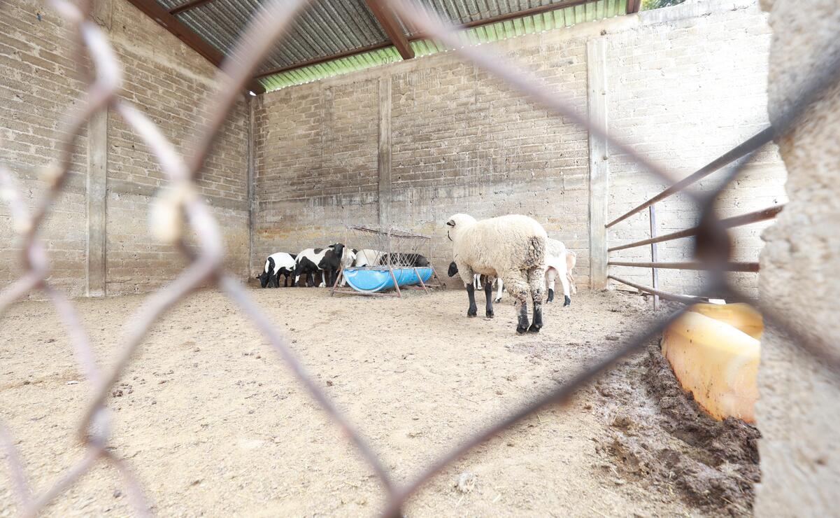 La Secretaría del Bienestar estatal ha entregado aves de corral, borregos, cerdos y alimento para animales / Foto Alejandro Vargas