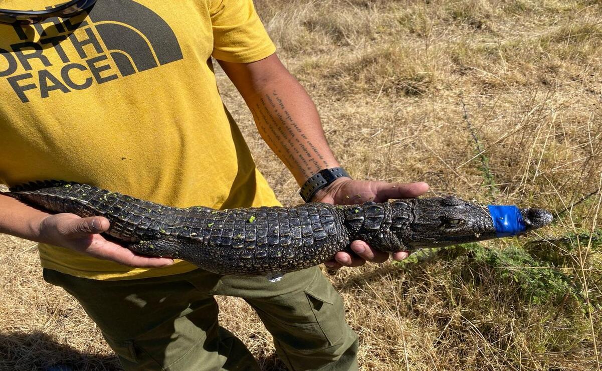 Cuautitlán Izcalli: Capturan cocodrilo en el Lago de Guadalupe