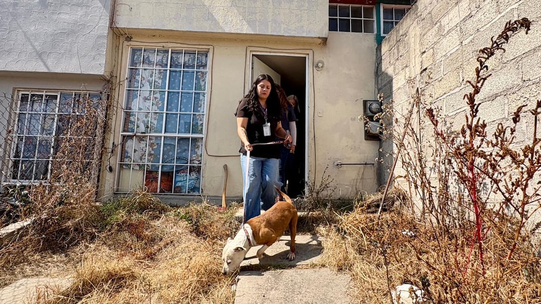 Tras el rescate, la perrita fue trasladada de inmediato a la Unidad de Control y Bienestar Animal de Cuautitlán Izcalli para evaluar su estado de salud y desnutrición. Foto Especial