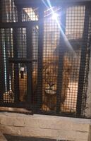 Aseguran león en domicilio de Naucalpan tras operativo policial