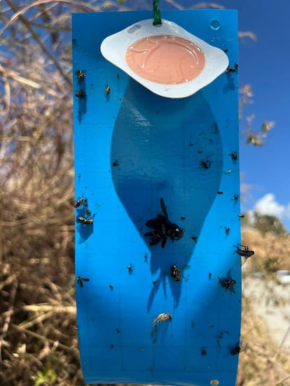 Edomex registra 188 casos de gusano barrenador; solo 15 permanecen activos