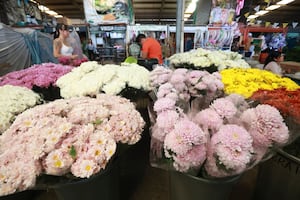 Floricultores del Edoméx proyectan derrama de 311 mdp; la rosa es la reina