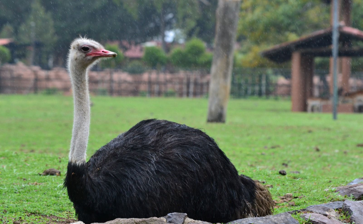 El Zoológico de Zacango se convierte en un refugio cálido y seguro para sus animales durante la temporada invernal / Foto: Hanna Santillán