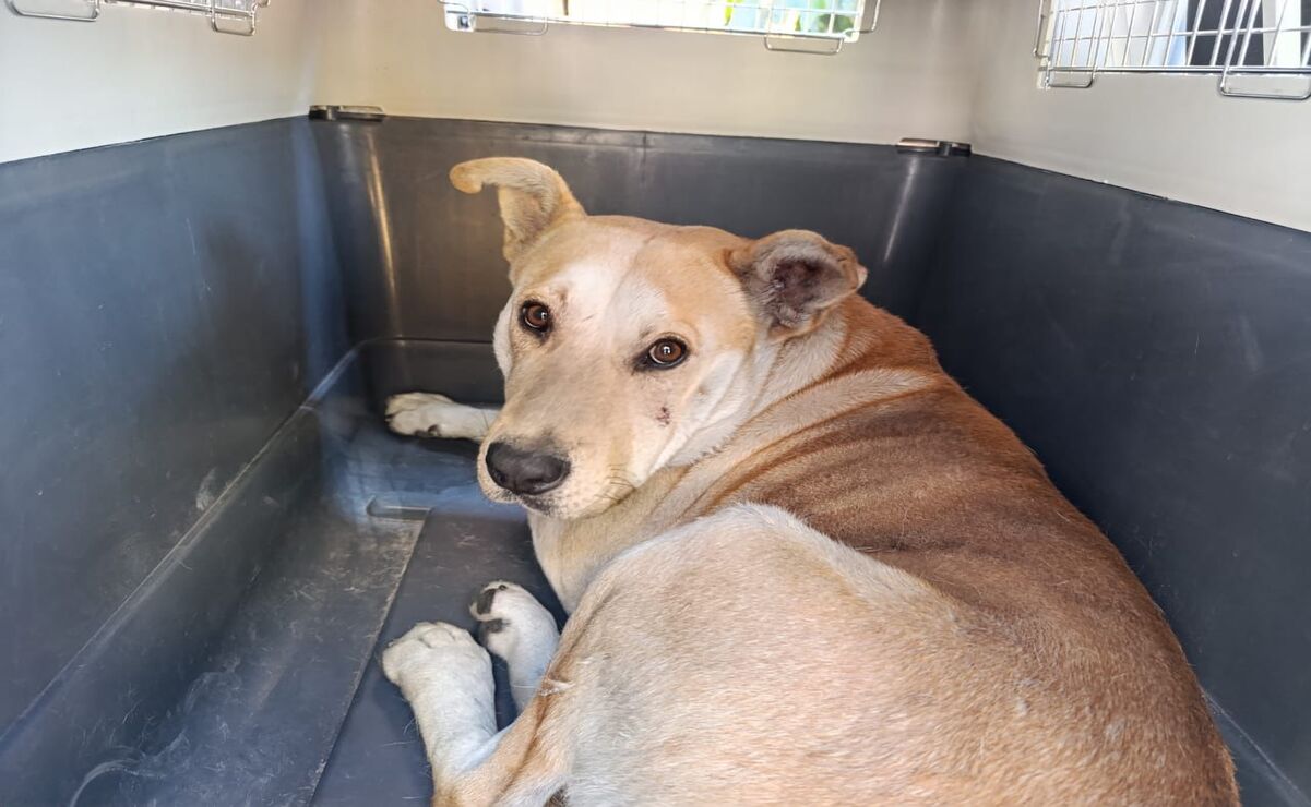 Algunos perros presentaban quemaduras en su pelaje / Foto: Especial