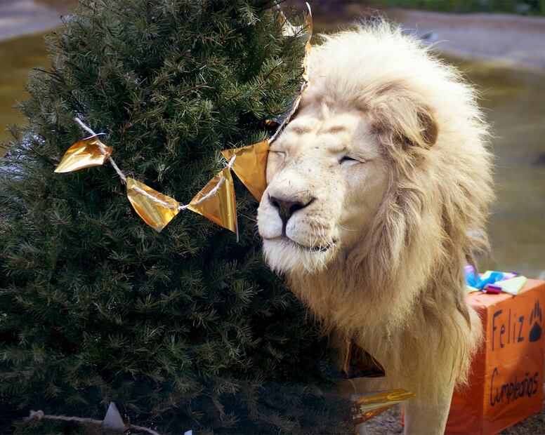 Primates y carnívoros son los principales beneficiados con estas estructuras que imitan su hábitat natural. Foto Especial