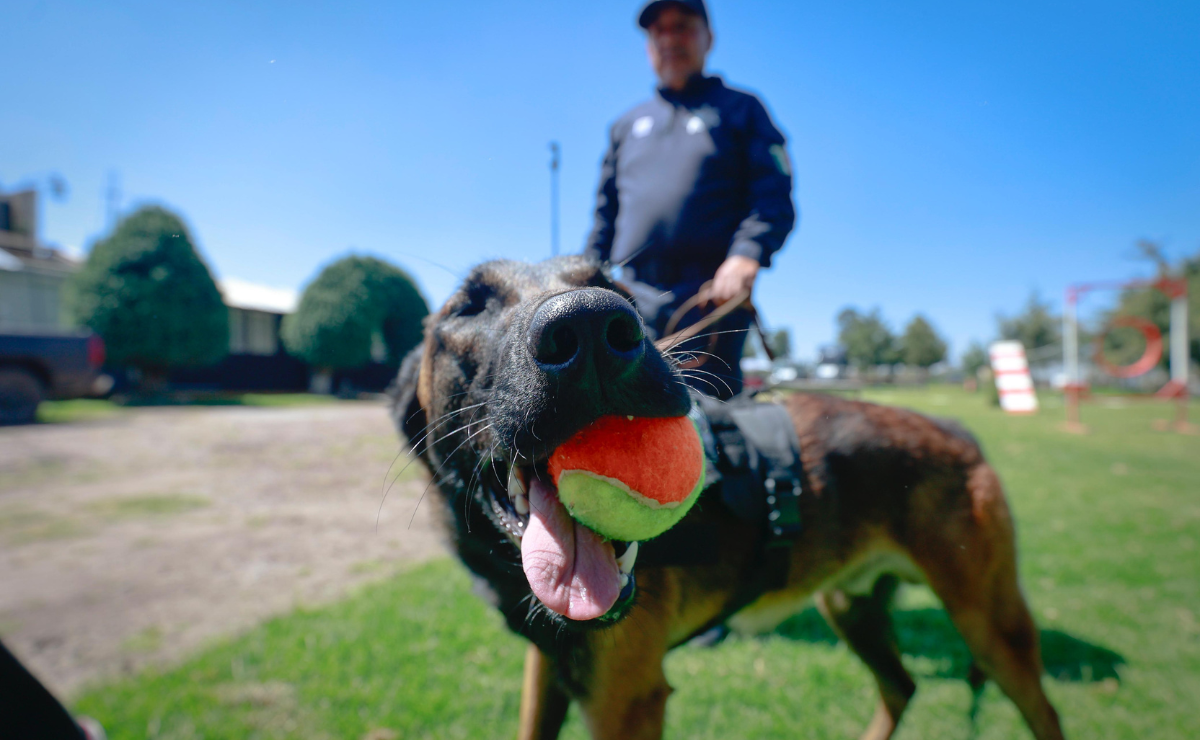 Lealtad en servicio. Se propone crear un registro y una partida presupuestal para los animales de seguridad. Foto: Alejandro Vargas