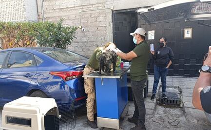 Rescatan en Chimalhuacán a perros heridos tras explosión de polvorín