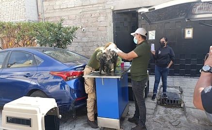 Rescatan en Chimalhuacán a perros heridos tras explosión de polvorín