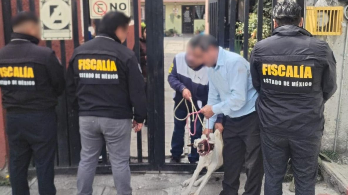 gentes de la FGJEM y policías de Lerma encabezaron el operativo de cateo, fundamentado en la ley de protección animal vigente en el Estado de México. Foto Especial