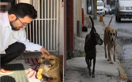 ¡Indignante! Envenenan a manada de perros en Naucalpan