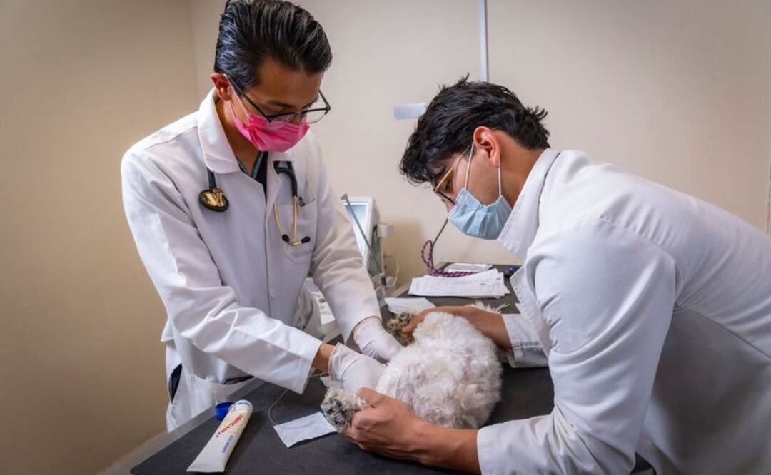 Toluca: Consejos para cuidar a tu mascota en su vejez Foto: Especial