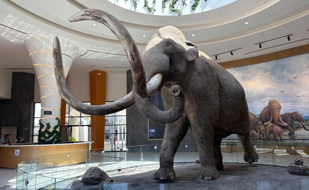 En Tultepec, ultiman detalles para la apertura de un nuevo Museo del Mamut, que complementará al ya existente en el AIFA, ofreciendo una experiencia única y gratuita Foto: Arturo Contreras