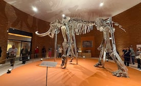 Tultepec reabre su Museo del Mamut; se exponen 14 ejemplares