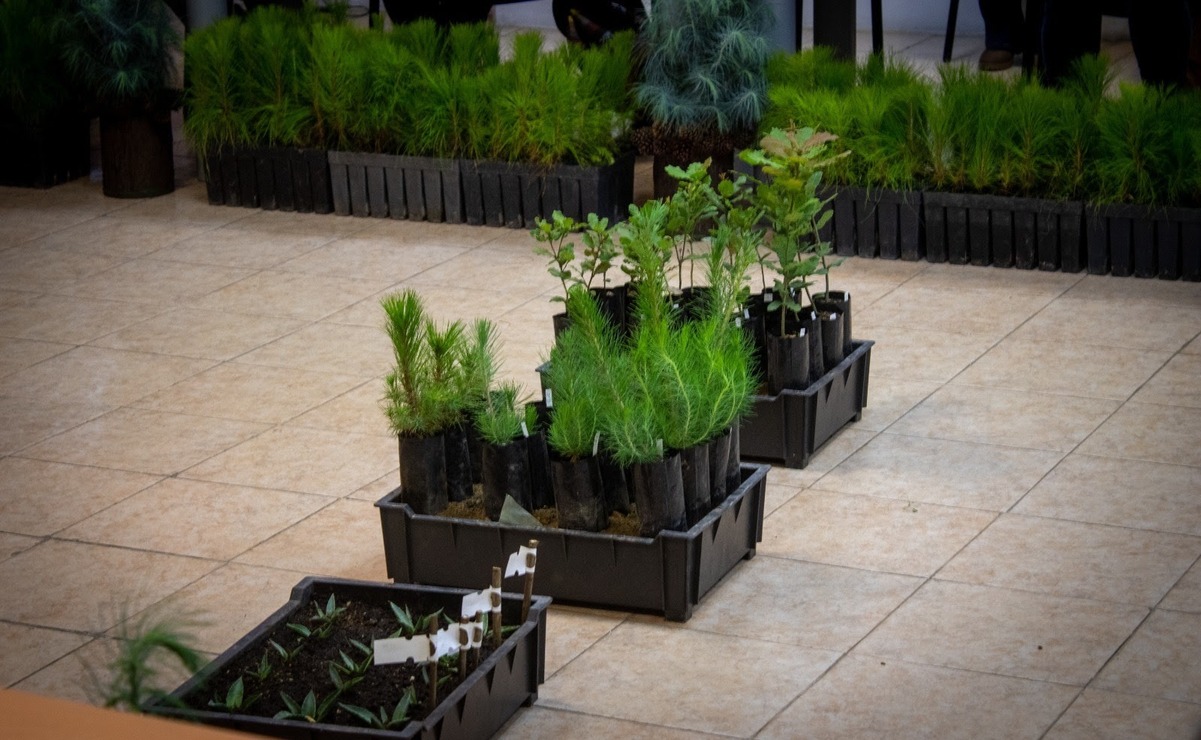 La producción de planta de calidad es fundamental para Probosque / Foto: Especial