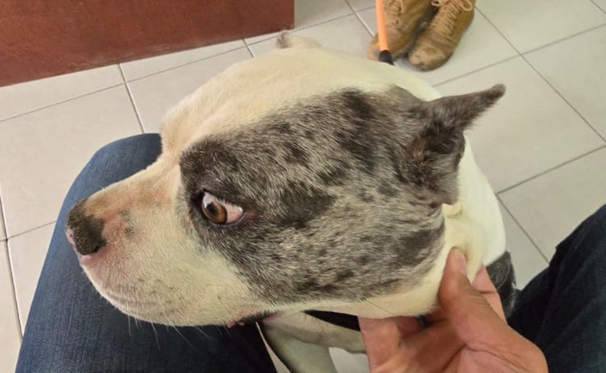 Perrita rescatada en operativo de la Fiscalía del Edomex permanece bajo resguardo del CCyBA Toluca