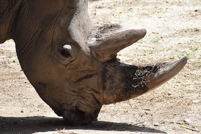 ¡Escapada navideña! Cambia el frío de la ciudad por cebras, jirafas y la historia colonial en Zacango