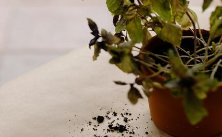 Cómo revivir tus plantas: 5 consejos para evitar su muerte definitiva