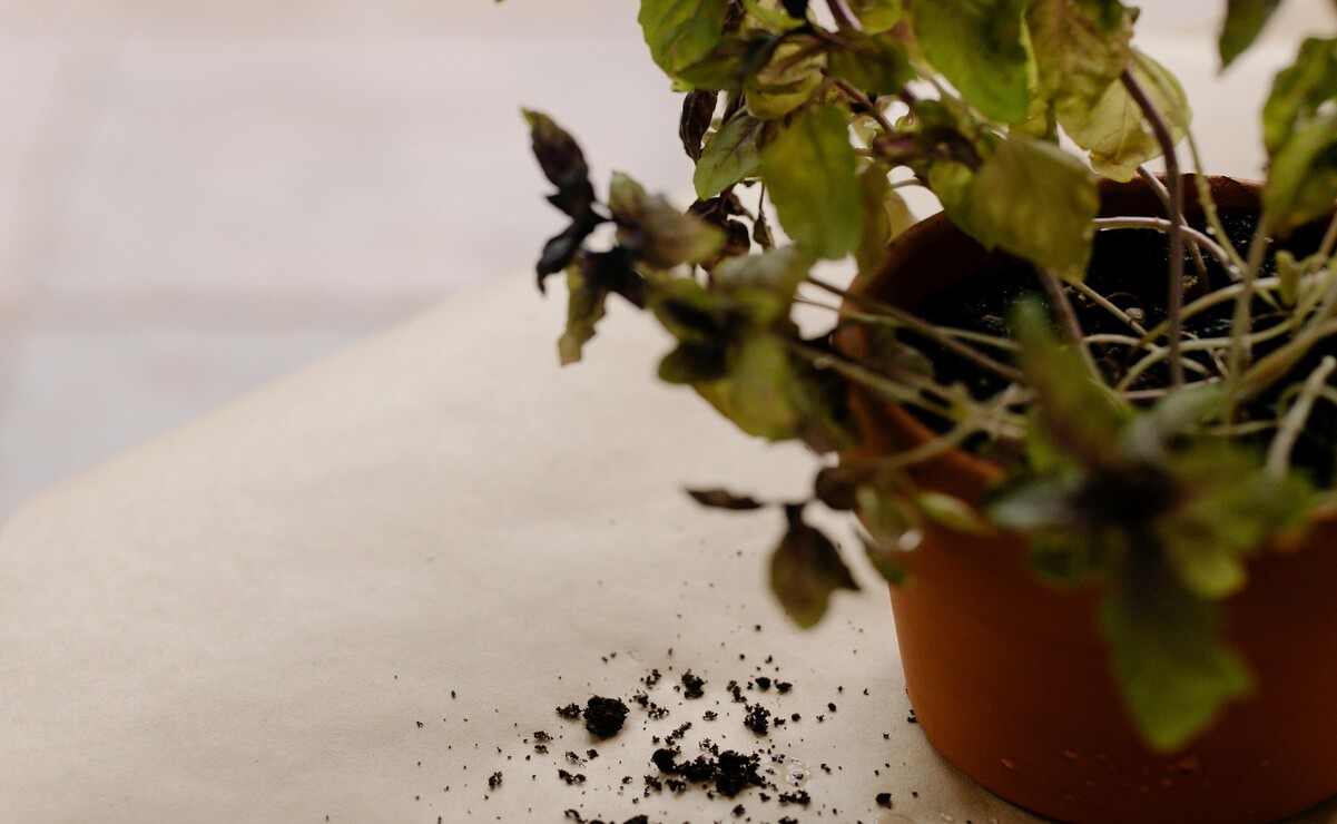 Cómo revivir tus plantas: 5 consejos para evitar su muerte definitiva