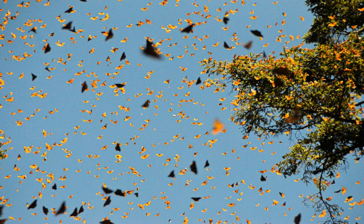 Las mariposas monarca llegan a México desde septiembre, pero se asientan en el Edomex hasta noviembre. Foto: Especial