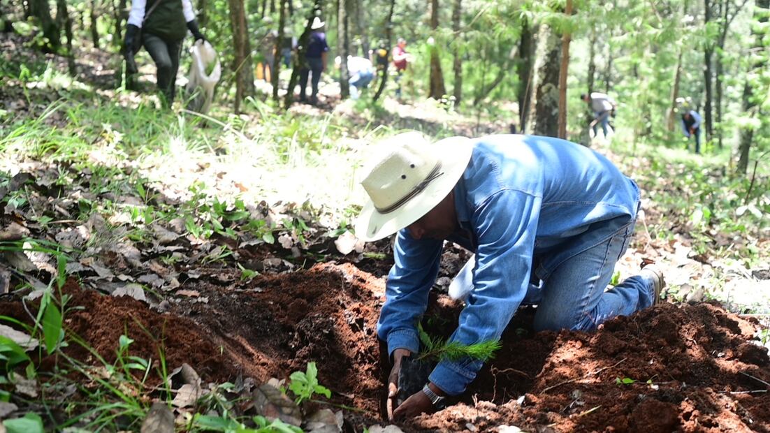 Con acciones como esta, el Gobierno del Estado de México fortalece la restauración hidrológico-forestal mediante acciones que protegen los cuerpos de agua. Foto: especial